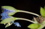 Spiderwort